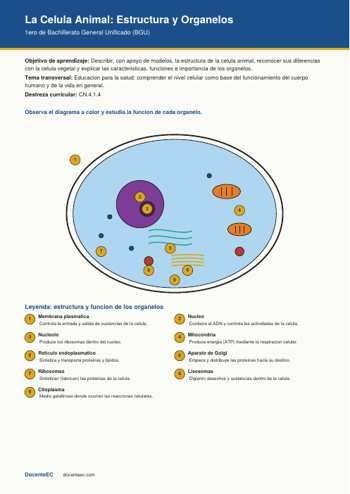 Diagrama a color de la celula animal con 9 organelos rotulados y numerados: membrana plasmatica, nucleo, nucleolo, mitocondrias, reticulo endoplasmatico, aparato de Golgi, ribosomas, lisosomas y citoplasma, recurso para EGB Superior (8vo a 10mo grado)