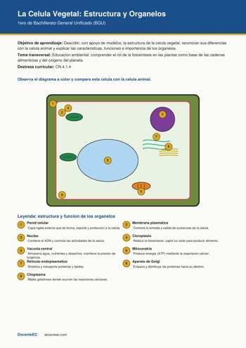 Diagrama a color de la celula vegetal con 9 organelos rotulados y numerados, incluyendo pared celular, cloroplastos y vacuola central, recurso para EGB Superior (8vo a 10mo grado)
