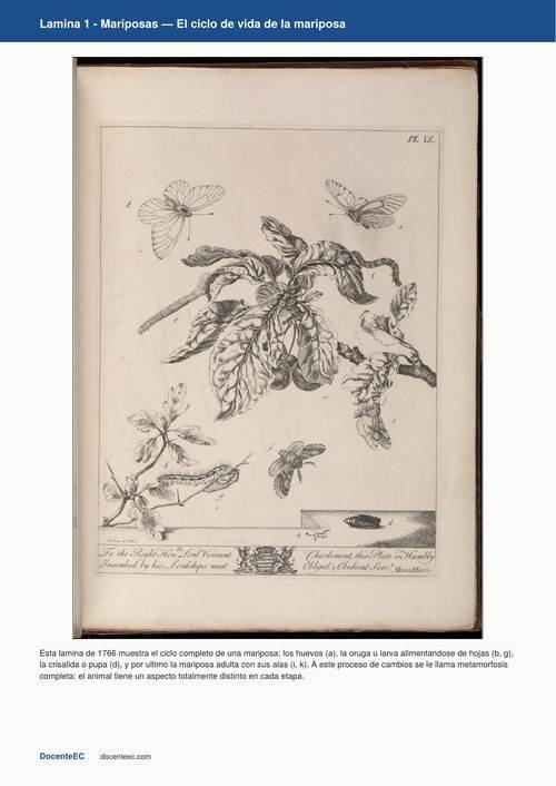Grabado cientifico historico de 1766 que muestra el ciclo de vida completo de una mariposa: huevos, oruga sobre una hoja, crisalida y dos mariposas adultas con las alas extendidas