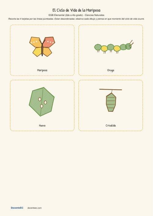 Cuatro tarjetas dibujadas a mano en estilo artesanal mostrando el ciclo de vida de la mariposa: huevo verde sobre una hoja, oruga verde y amarilla, crisalida colgando de una ramita, y mariposa con alas naranjas y amarillas